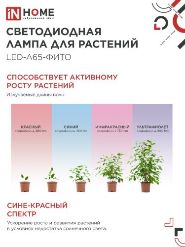 Лампа светодиодная LED-A65 STD-ФИТО красно-синий спектр 25Вт 230В Е27 IN HOME - Фото 4