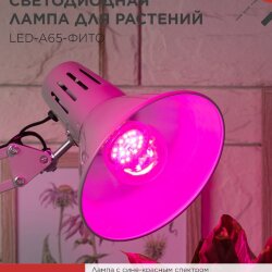 Лампа светодиодная LED-A65 STD-ФИТО красно-синий спектр 25Вт 230В Е27 IN HOME