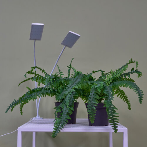 ULT-P37-24W-SPFR-TM-60 IP40 WHITE TWIN Светильник для растений светодиодный с таймером, на прищепке, Спектр для фотосинтеза, TM Uniel - фото 10