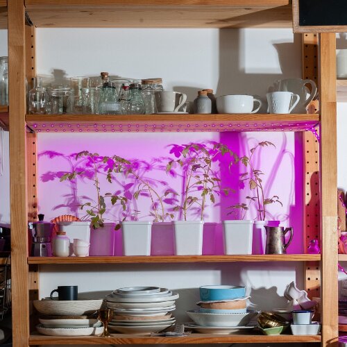 ULS-P77-2835-42LED-m-IP20-2M-SPSB RRP18C00 Комплект светодиодной ленты 2м, Спектр для рассады и цветения, Адаптер 18Вт, Блистер, TM Uniel - фото 5