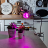LED-A60-15W-SPSB-E27-CL PLP30WH Лампа светодиодная для растений, Форма A, прозрачная, Спектр для рассады и цветения - фото 4