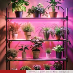 Светильник светодиодный СПБ-Т5 PRO-ФИТО полный спектр 25Вт 230B 1200мм IN HOME