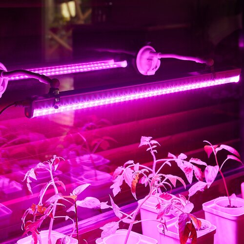 UFP-M01R-150 WHITE POLYBAG SET2 Подставка для светильника ULI-P, на присоске, длина трубки 150мм, Набор из 2шт, Белая, TM ФитоЛето - фото 14