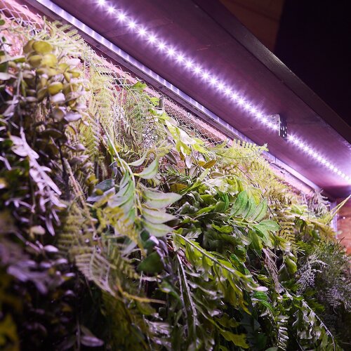 ULS-P71-2835-42LED-m-IP65-2M-SPLE RRP18C00 Комплект светодиодной ленты 2м, Спектр для фотосинтеза, Адаптер 18Вт, Блистер, TM Uniel - фото 3