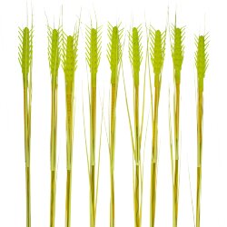 USL-S-817-PT800 CORN SET10 Садовый светильник на солнечной батарее Колосья, в комплекте из 10 штук, 120 светодиодов, Теплый белый свет, 1xАА Ni-Mh аккумулятор в-к, IP44, TM Uniel