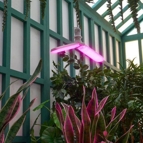 LED-P65-16W-SPSB-E27-FR-P2 PLP32WH Лампа светодиодная для растений, Форма P лепестковая, матовая, Спектр для рассады и цветения - фото 4