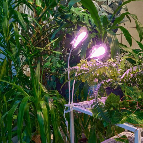 ULT-P35M-15W-SPLE-TM IP40 WHITE LEAF Светильник для растений светодиодный с таймером, на прищепке, Спектр для фотосинтеза, TM Uniel - фото 9